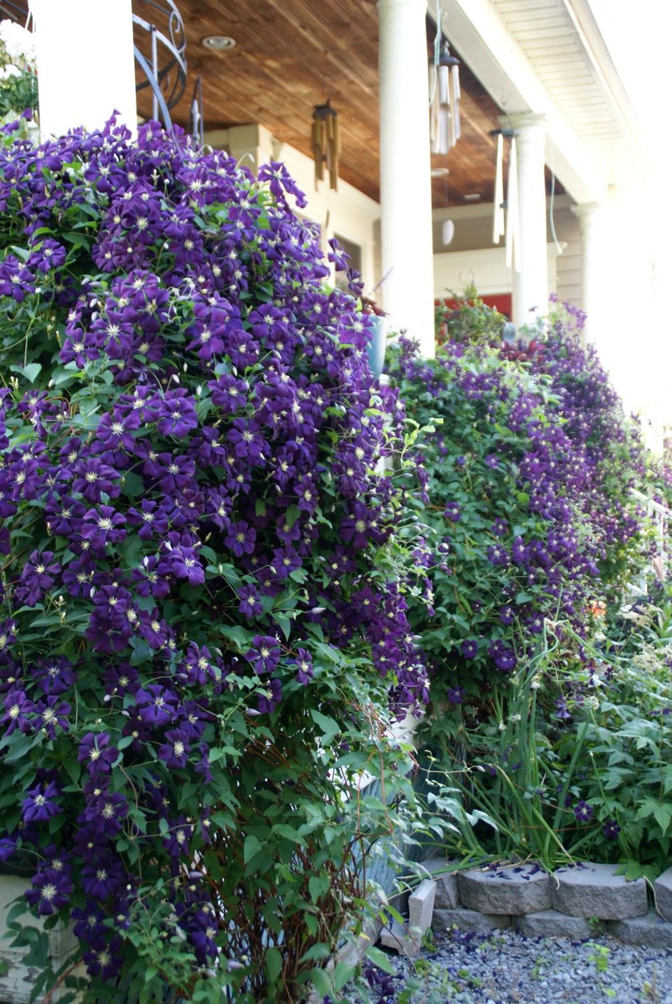 Globetrotters B&B Niagara-on-the-Lake Eksteriør billede